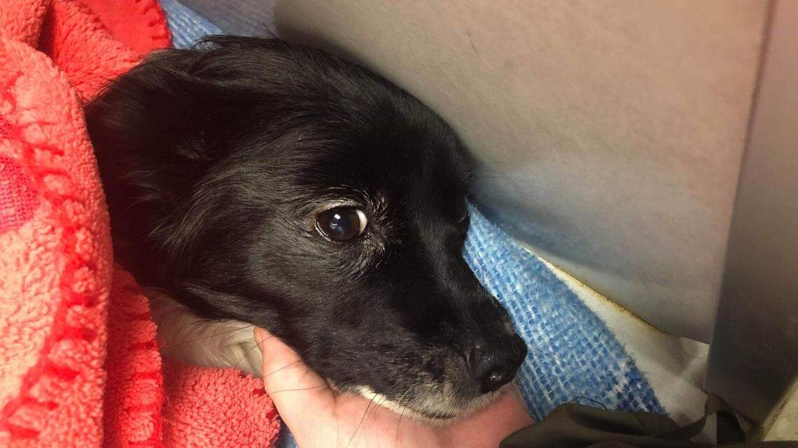 La familia familia de Bear abrió una colecta para afrontar los costos del veterinario del chihuahua, que “hizo lo mejor que pudo” para proteger a su dueña.