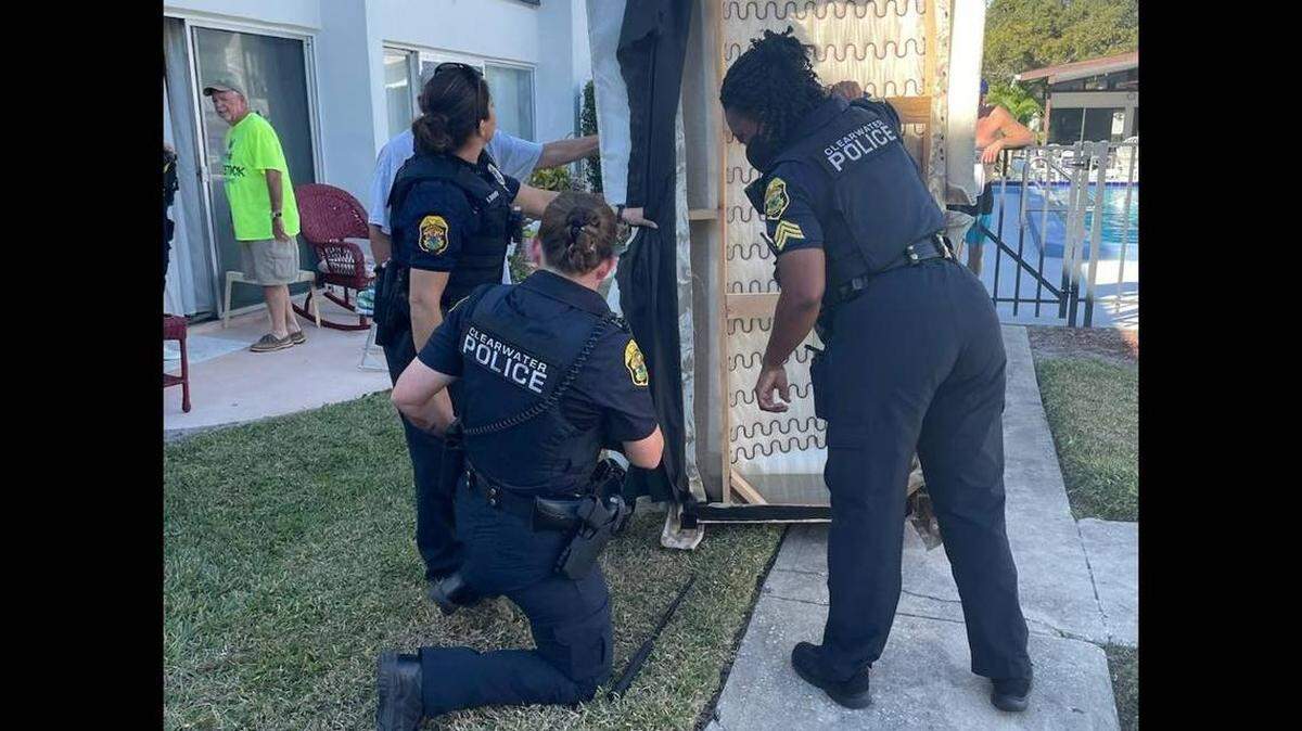 Un dueño de casa, en Clearwater, Florida, descubrió que una serpiente de gran tamaño estaba escondida en el forro de un sofá. El hombre llamó a la policía.
