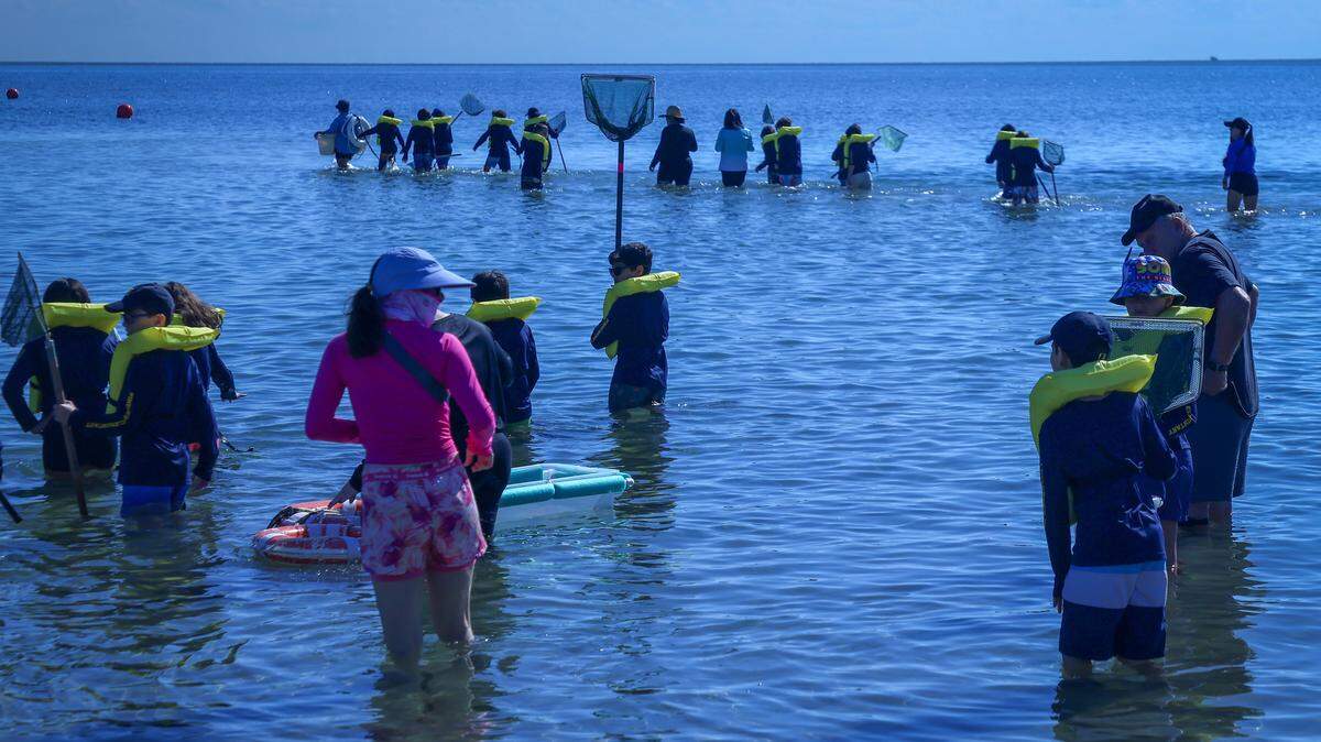 Alumnos de la primaria Pinecrest exploran las aguas en la marea baja para aprender sobre la vida de la pradera marina el pasado lunes en el Centro Natural Marjory Stoneman Douglas de Crandon Park.

