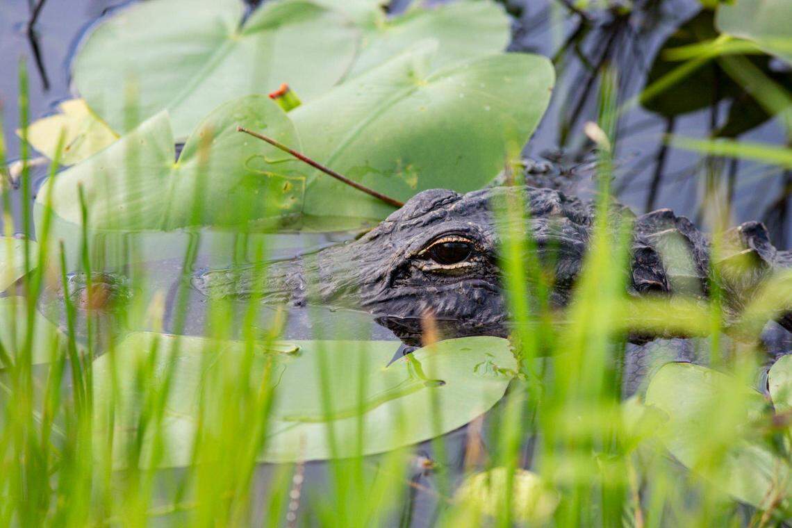 Alligators enter a state of inactivity when temperatures drop below 55°F.