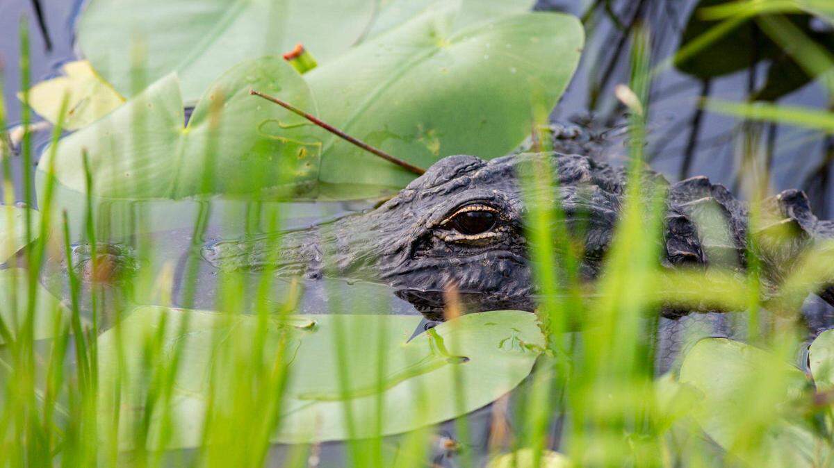 When can you expect to start seeing alligators in SC this year?