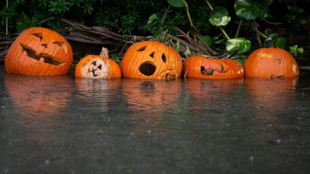 Discarded jack o’lanterns sink into the water of a flooded street in the Miami Shores Estates area following heavy rains and King Tide, Friday morning, November 5, 2021. Miami Shores Village had sent a Tweet out Thursday cautioning those driving in the area that flooding may occur due to King Tides November 3 through November 9th. Miami Shores Public Works employees were in the area clearing drains and pumping water from the streets.