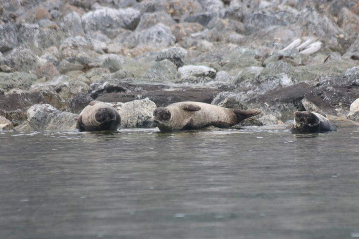 Focas retozando en Torellneset, uno de sus sitios favoritos de Svalbard.