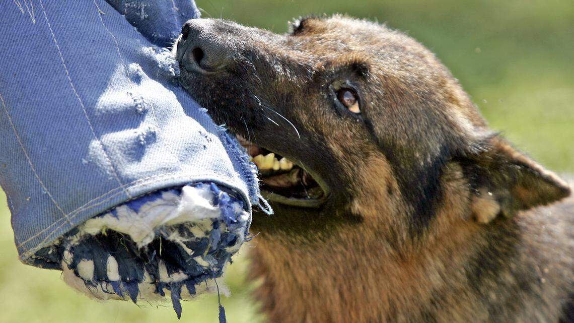 Imagen genérica de un perro entrenado para la defensa personal de su dueño.