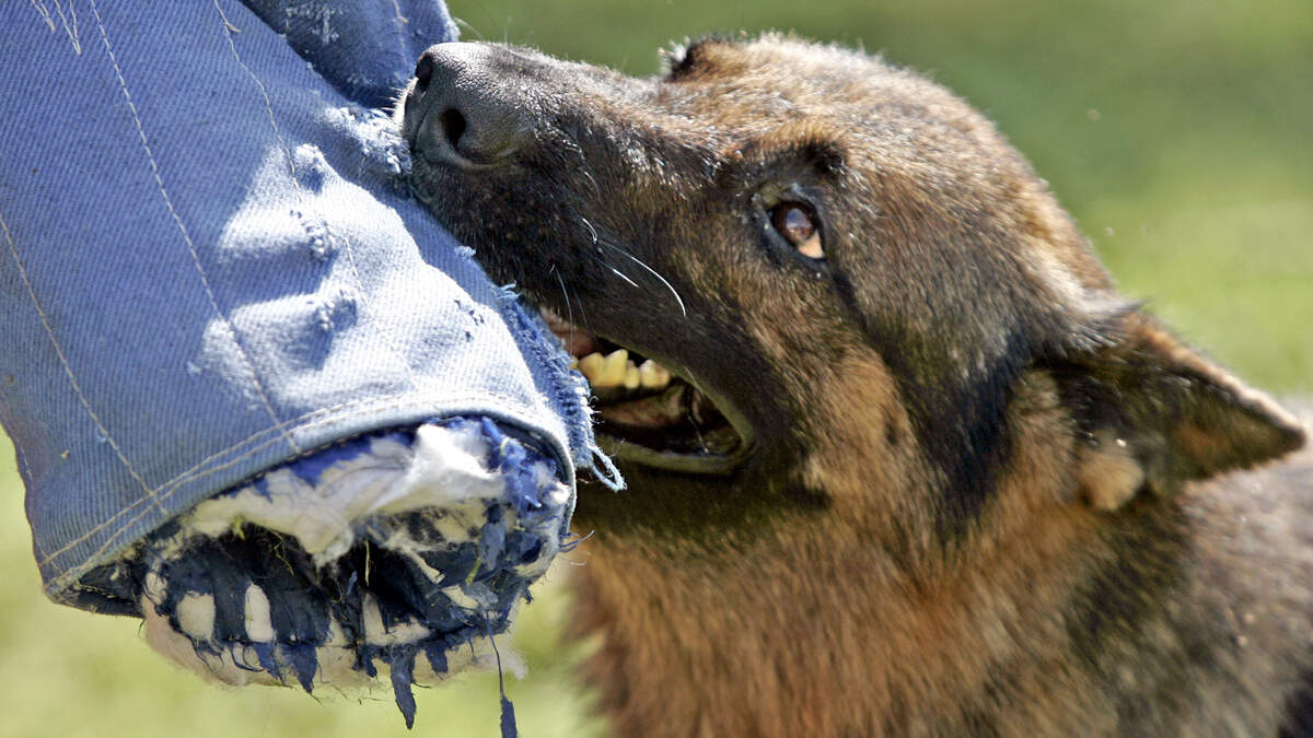 Imagen genérica de un perro entrenado para la defensa personal de su dueño.