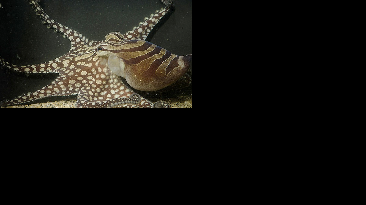 Este pulpo rayado ha sido visto en grupos de hasta 40 especímenes en las costas del Pacífico de Nicaragua y Panamá, según el estudio liderado por el biólogo marino Roy Caldwell, de la universidad de California.