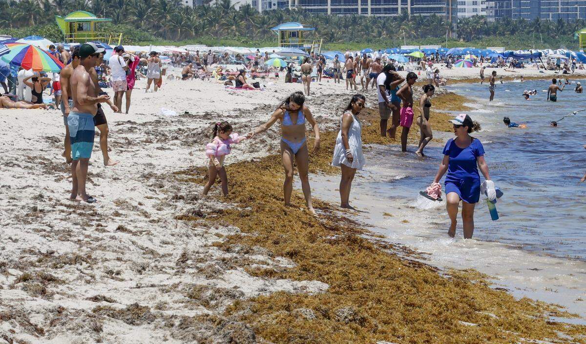 Unos bañistas se abren paso a través de un parche de algas en la zona de South Beach.