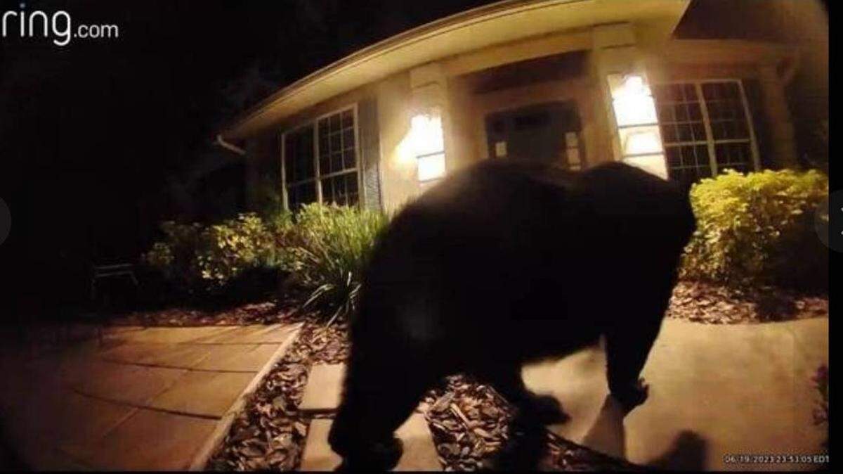 Un residente de Winter Springs, en la Florida se encontró con un oso negro en la puerta de su casa, y la criatura tenía hambre.