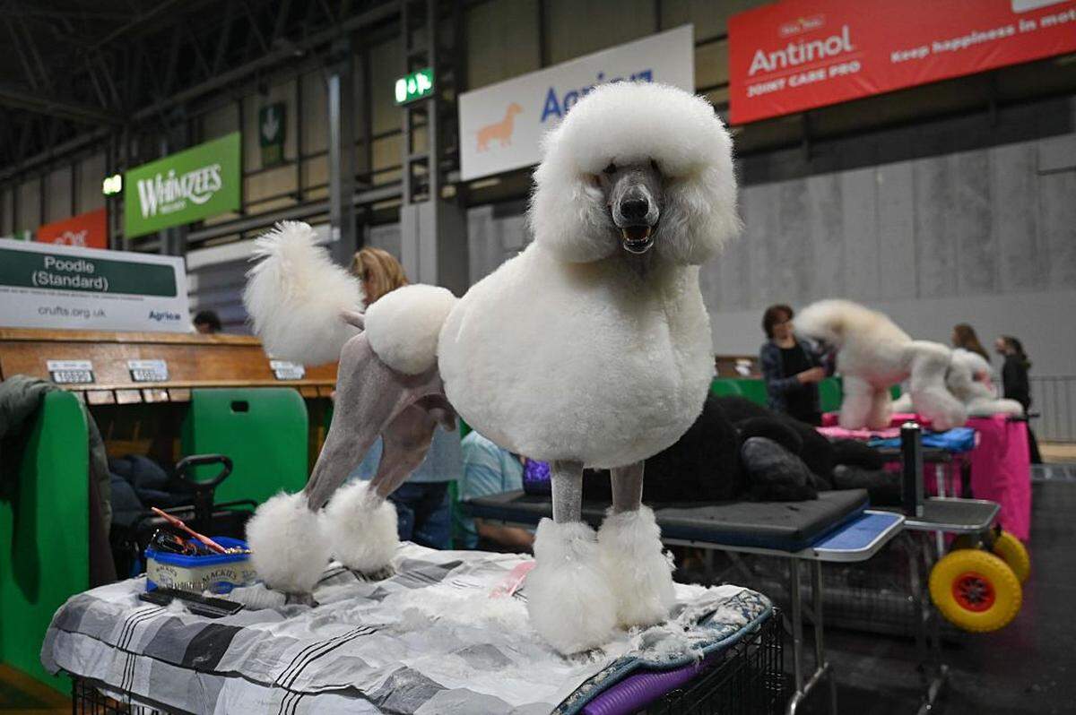 Más de 20,000 perros de todos los tamaños, formas y razas se reúnen para este evento en un centro de exposiciones de Birmingham, Inglaterra, en cuatro días de encuentros y competiciones.