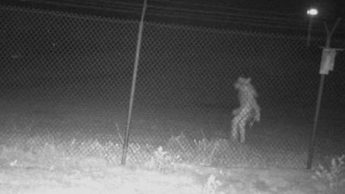 Ciudad de Texas quiere solucionar el misterio de una extraña criatura que fue vista cerca de un zoológico el sábado 21 de mayo de 2022.