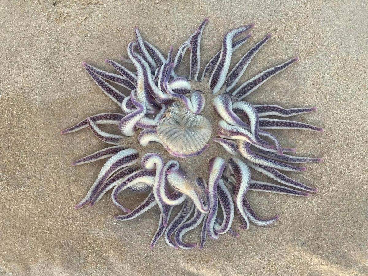 La dofleinia armata, o anémona armada, que se encontró en una playa en Broome, Australia.
