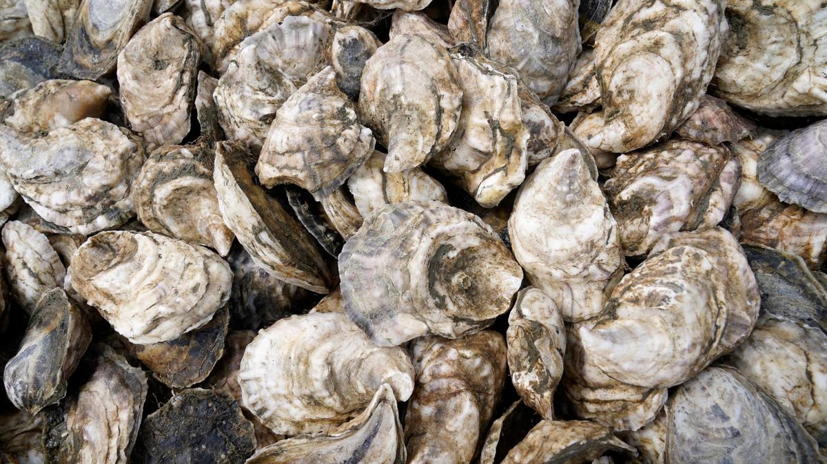 Foto de archivo. Los Departamentos de Salud de Florida, Georgia y Alabama informaron que un brote de salmonella se descubrió en el consumo de ostras crudas recolectadas en un área de mariscos de la costa noroeste de Florida.
