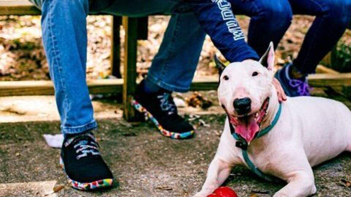 Tropper tiene nuevo hogar tras ser abandonado en carretera de Florida durante el huracán Milton