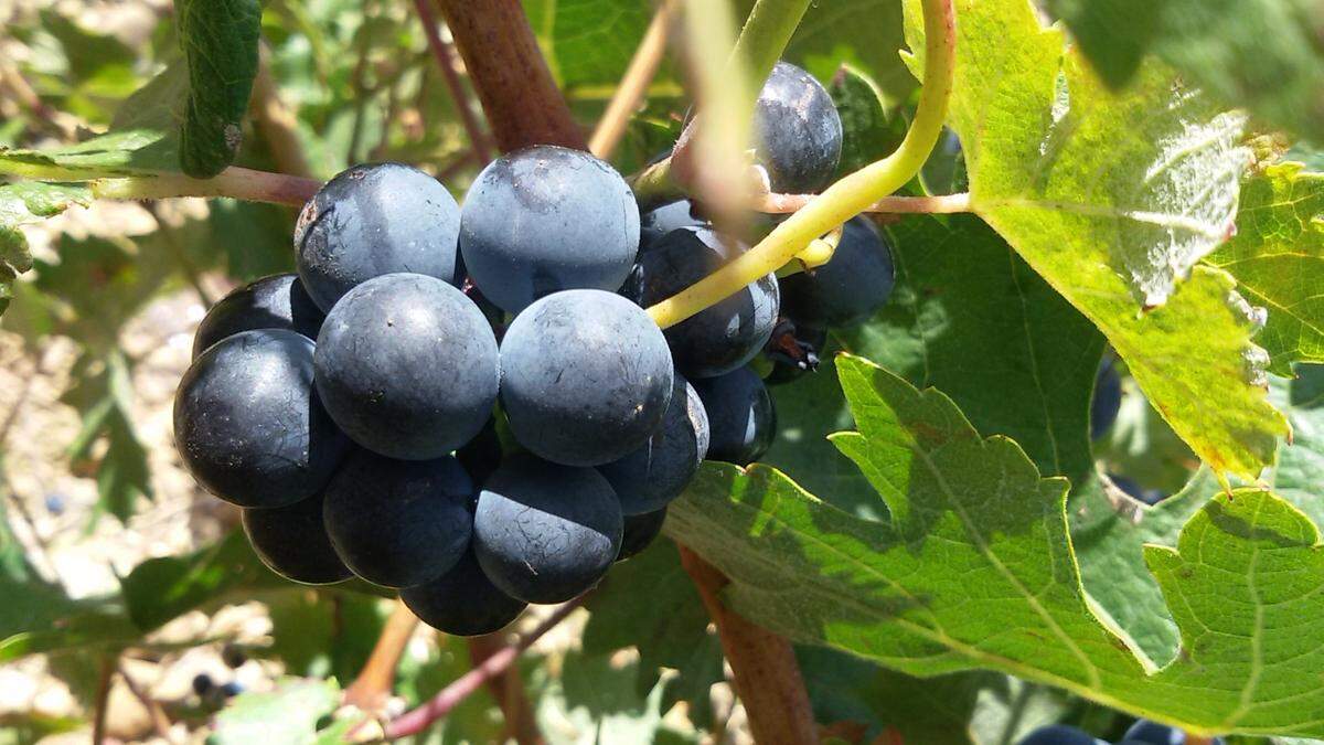 En aquel tiempo, los racimos no se despalillaban; se tiraban a un habitáculo soterrado llamado cocedera, donde las pieles vegetales fermentaban al contacto con el calor y aparecía el gas con el característico chop, chop…