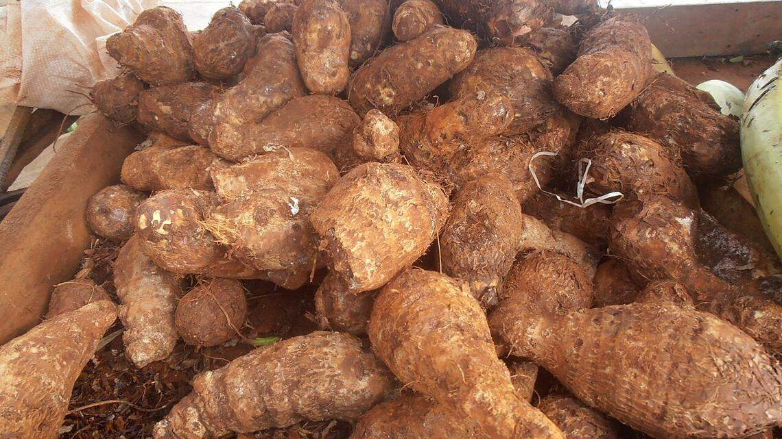 Del ‘arroz popular’ a la malanga: Cuba anuncia nueva ‘campaña de primavera’ por crisis alimentaria