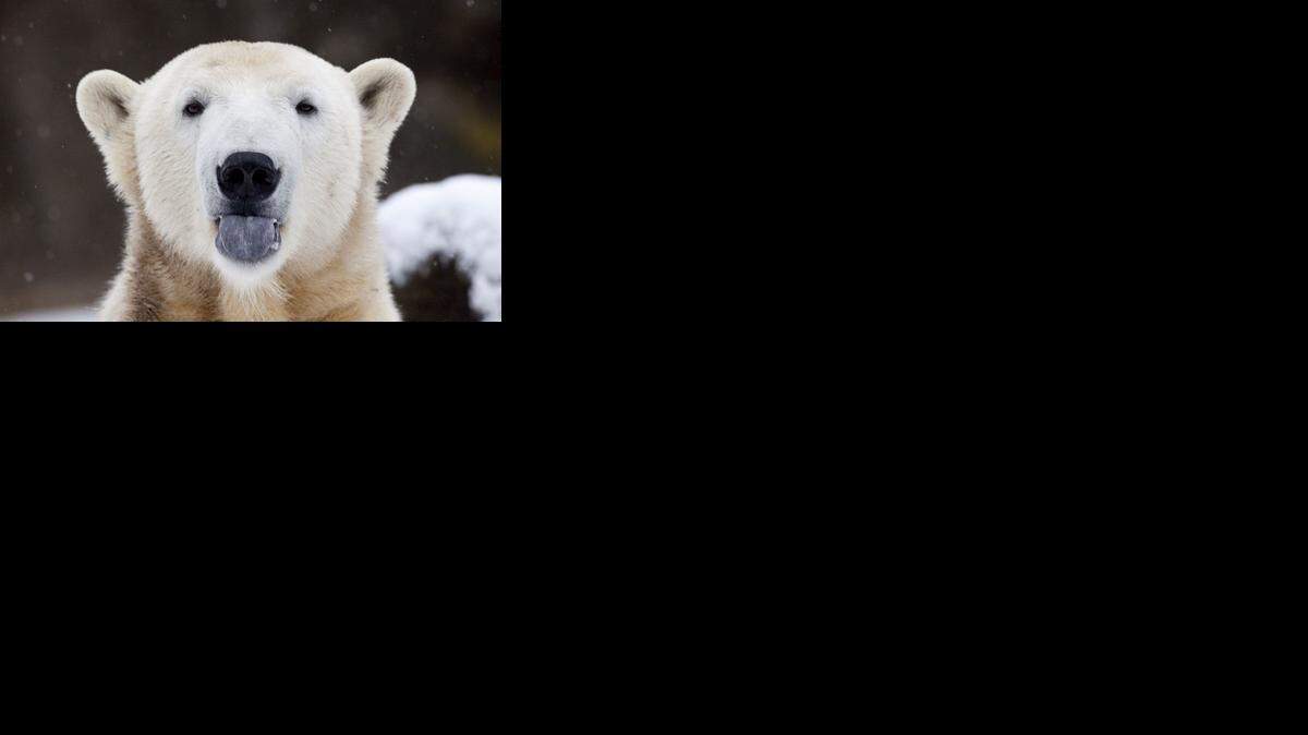 El oso polar Knut