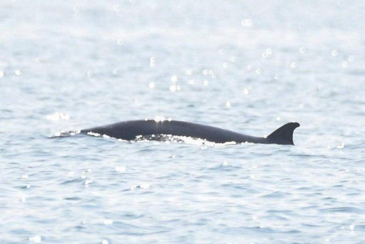 La ballena zifio de Sowerby avistada en aguas bajas cerca de New Quay.