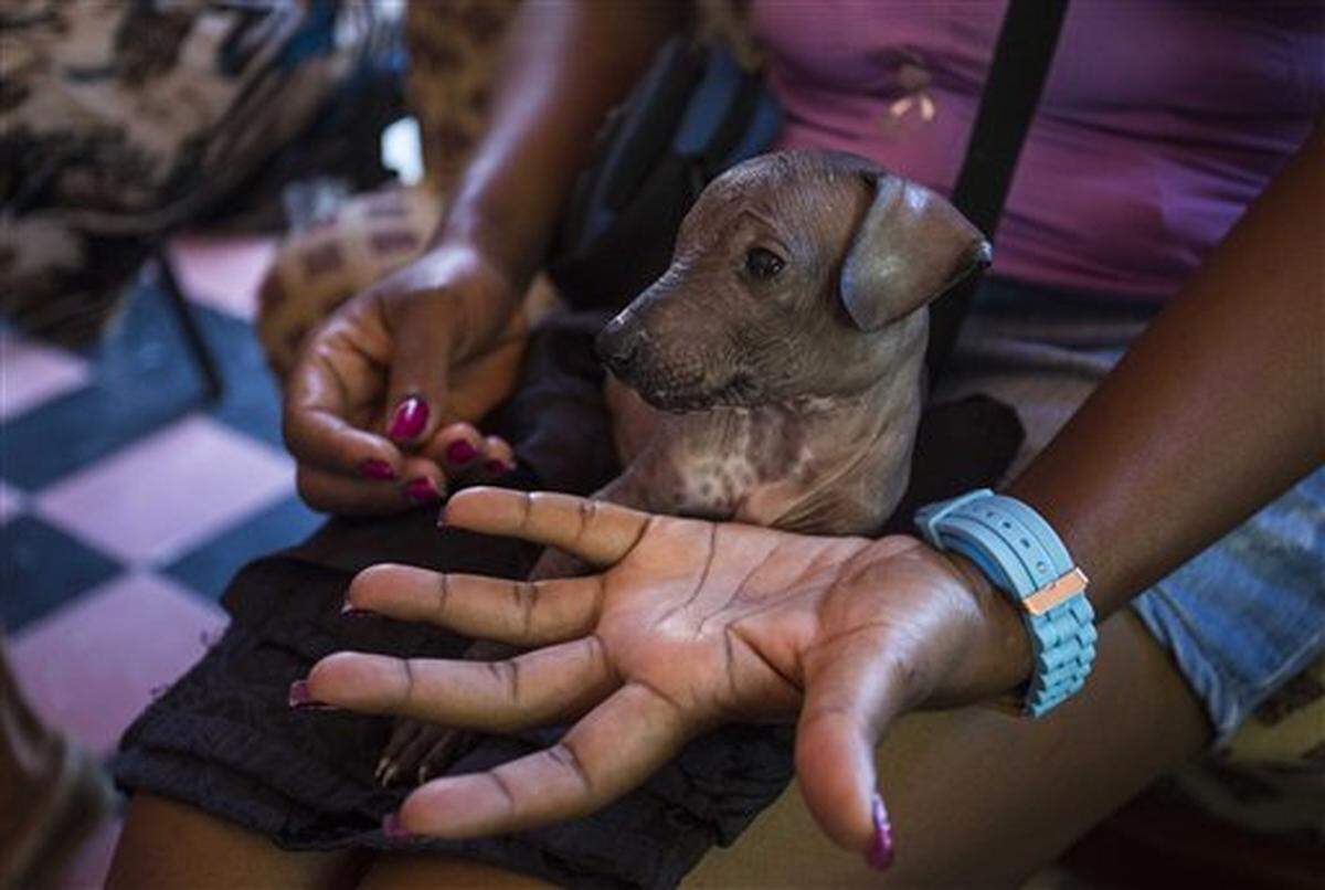 En esta foto de archivo del 19 de septiembre de 2016, Yanet Torres carga a su perro Xoloitzcuintle mientras esperan su turno en una veterinaria en La Habana, Cuba.