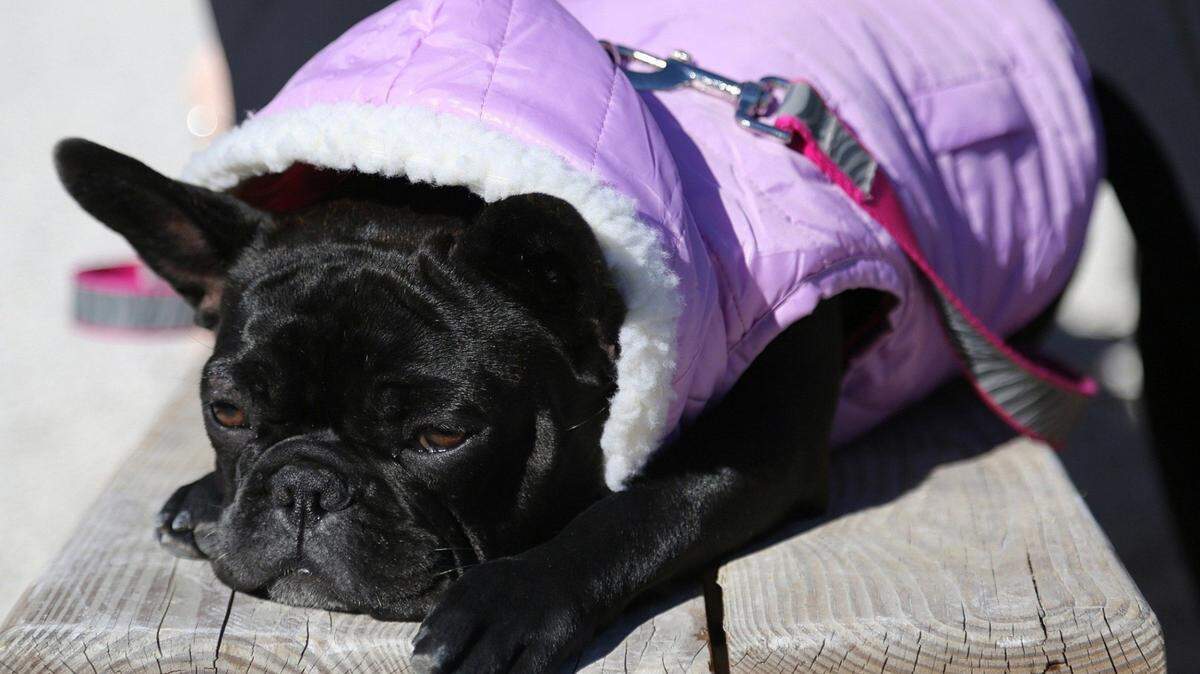 En esta foto de archivo de diciembre de 2017, este bulldog francés llamada “Ms. Tata” disfruta del tiempo frío en Wynwood Yard en Miami, Florida.