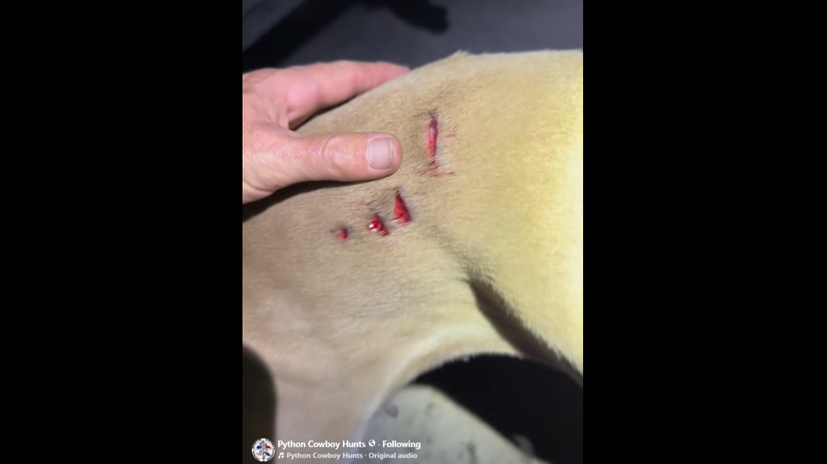 Mike Kimmel, conocido como el Vaquero Pitón en redes sociales, informa que uno de sus perros de caza regresó de la espesa vegetación con una extraña herida. ¿Qué lo atacó?