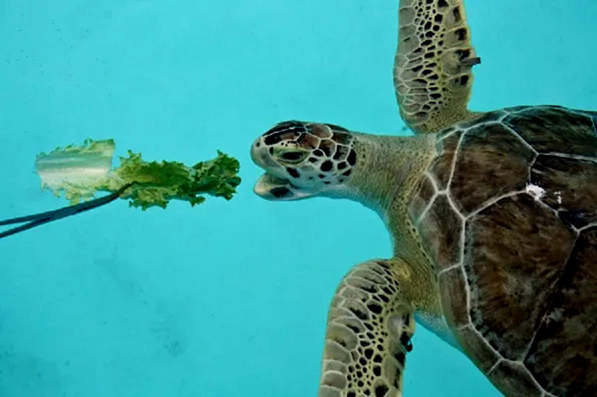 ¿Dónde ver tortugas marinas rescatadas? (gratis).