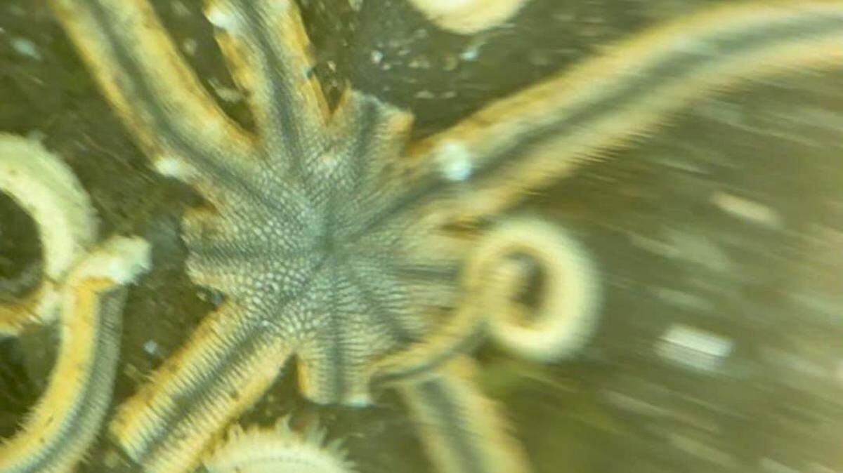 The discovery of a rare starfish disease marks the first documented instance of Sea Star Wasting Disease in the Atlantic Ocean.