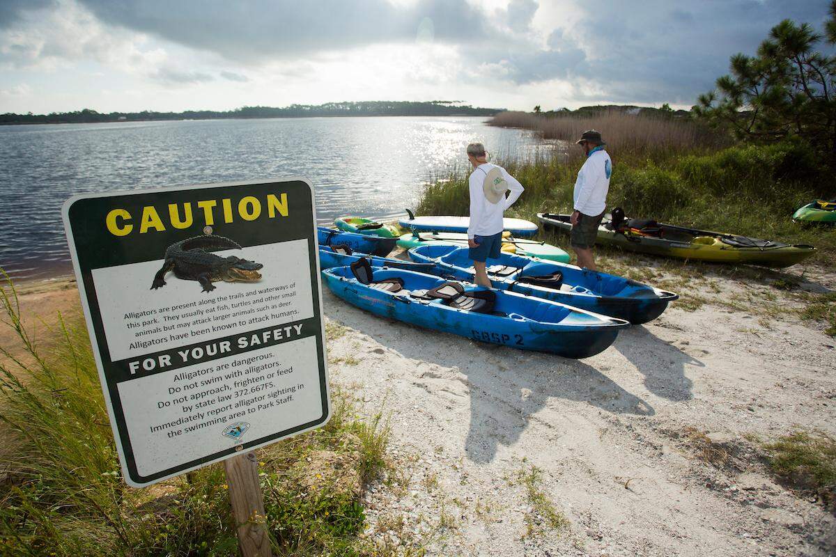 La mayoría de las mordeduras de caimanes se deben a conductas humanas riesgosas, no a reptiles agresivos, de acuerdo con un estudio de la Universidad de Florida y&nbsp; el Centre College en Kentucky.