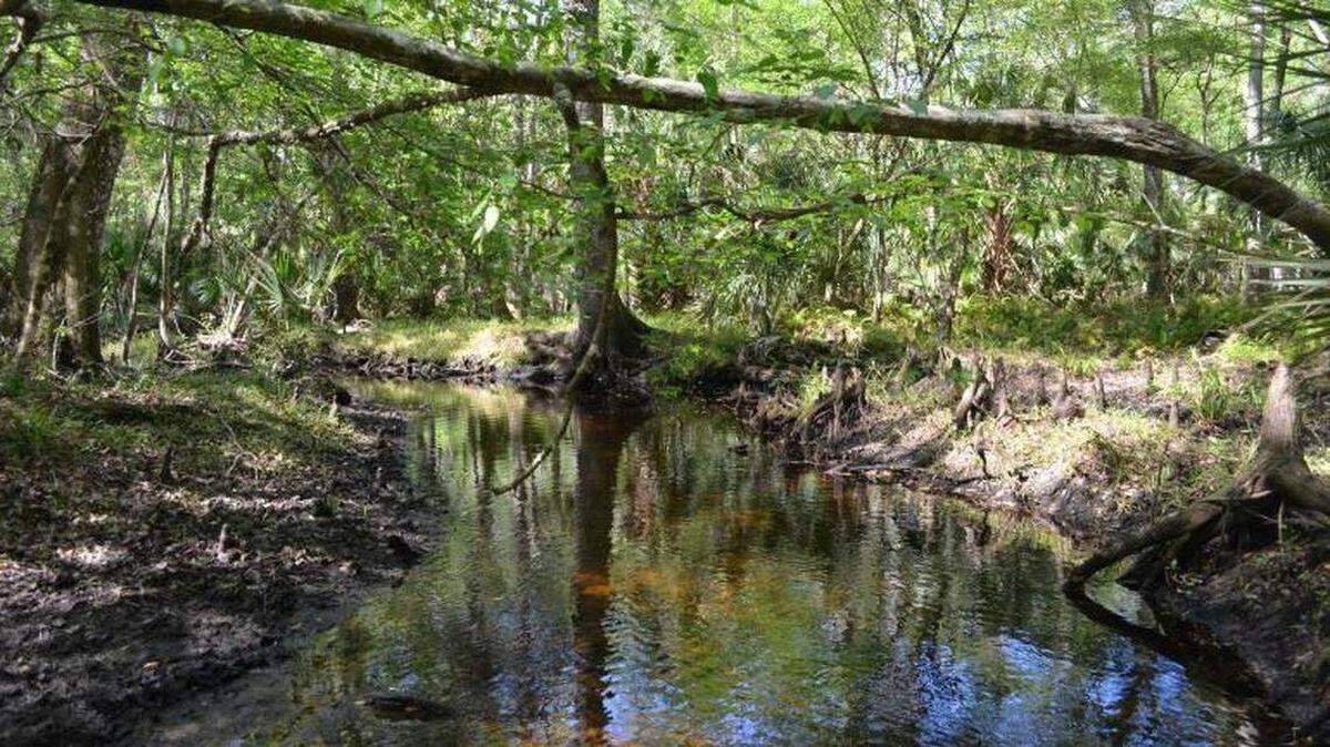 Se encontraron casi dos docenas de salamandras cerca de arroyos de aguas negras en el noreste de la Florida durante dos años de estudios, según informaron investigadores.