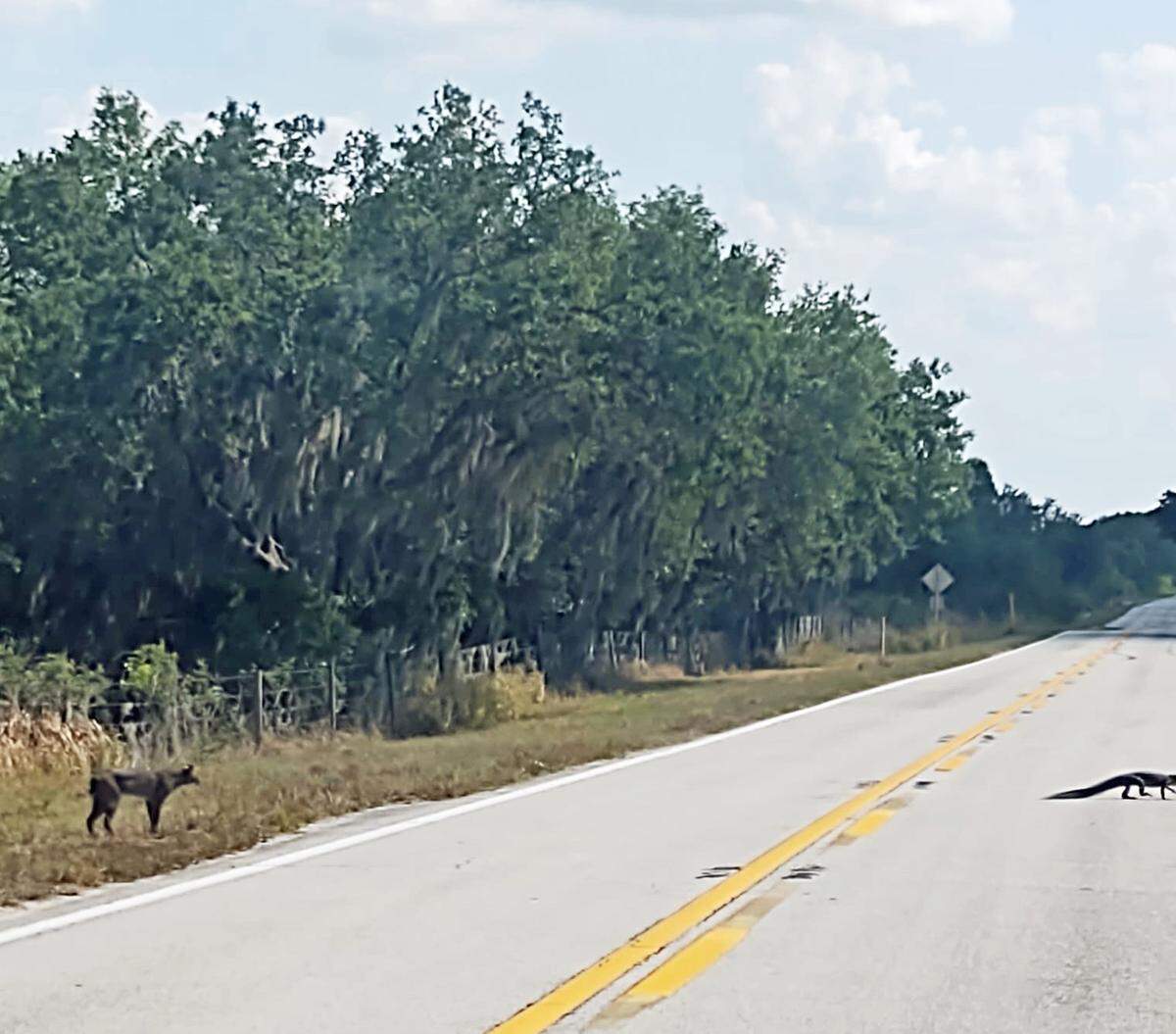 Los conductores que transitaban por una carretera de la Florida pensaron al encontrar el tráfico detenido que se trataba de un atasco normal.