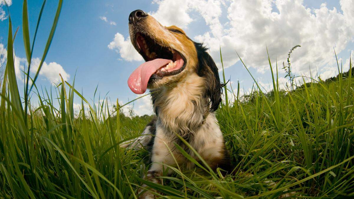 El calor sofocante puede poner en riesgo a mascotas.