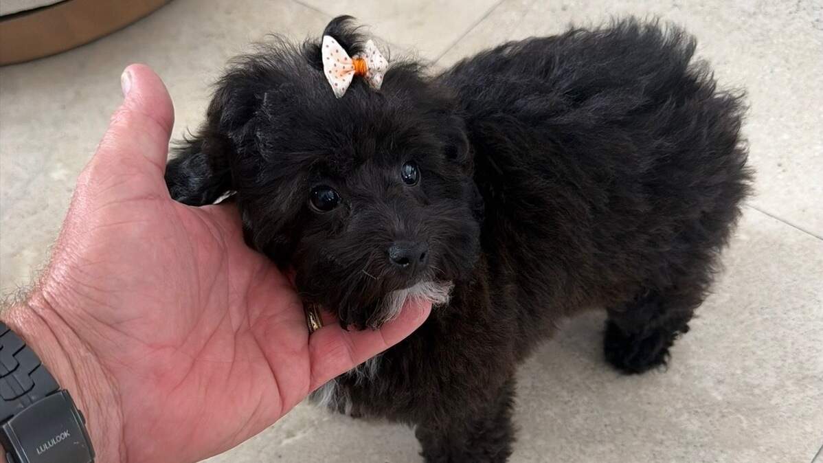 Coco, de pelaje negro y de seis meses de edad, se encontraba en un auto Bentley cuando el vehículo fue robado en Fort Lauderdale.