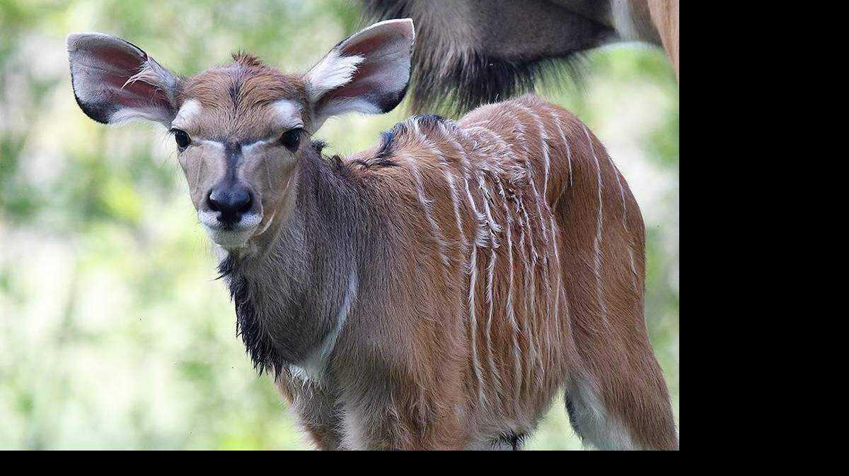 La última llegada al Zoo Miami es un eland gigante recién nacido. Ron Magill /Zoo Miami