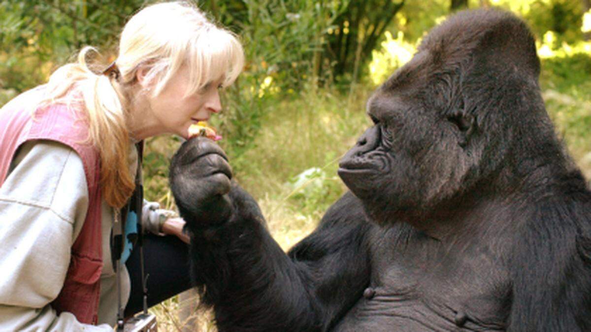 Koko, la gorila y la Dra. Penny Patterson