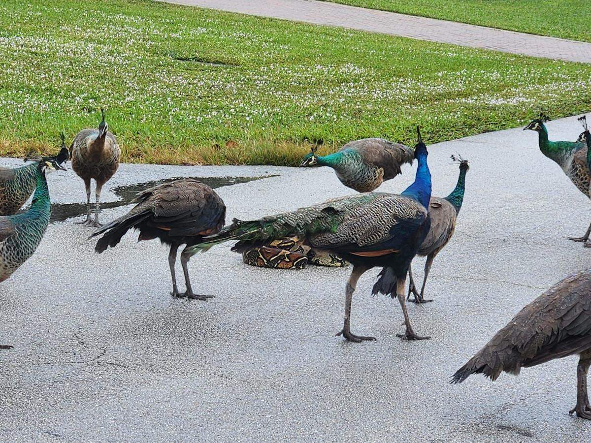 La boa estaba rodeada por varios pavorreales y en posición de ataque en una zona de Miami-Dade.