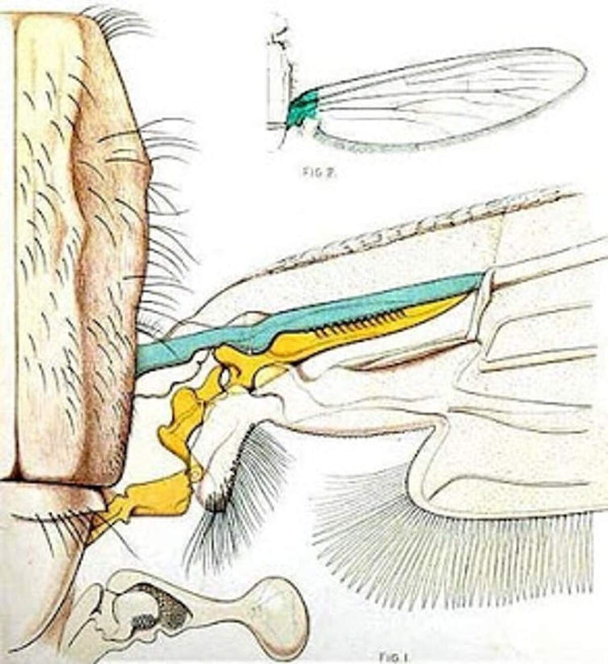 La parte del ala del mosquito que se muestra arriba es la que provoca el zumbido. La mitad en forma de peine, dibujada en azul, se raspa contra la parte amarilla cada vez que el mosquito agita sus alas. Modificada a partir de la publicación original de Shipley y Wilson. Shipley y Wilson, Author provided