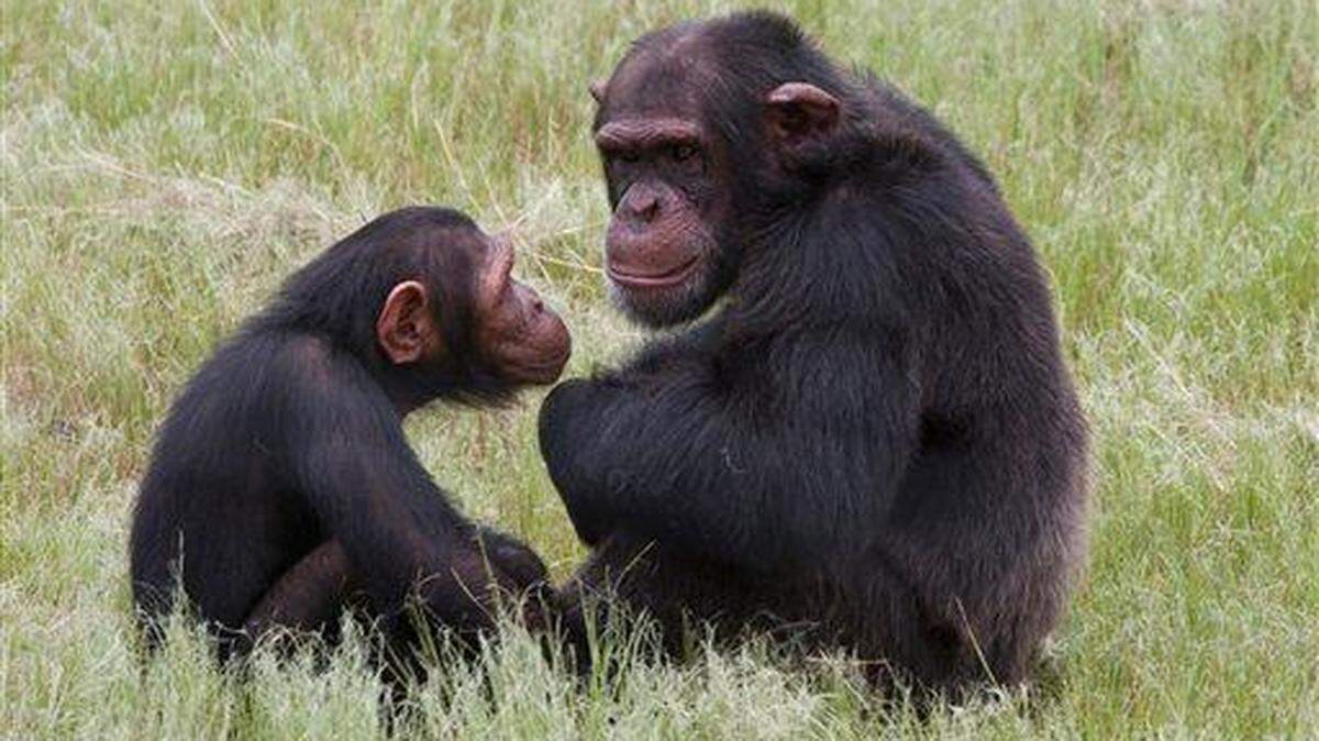 Chimpancés en el centro de rehabilitación de Edén de Chimpancés, cerca de Nelspruit, Sudáfrica en una fotografía de archivo del 2011. AP