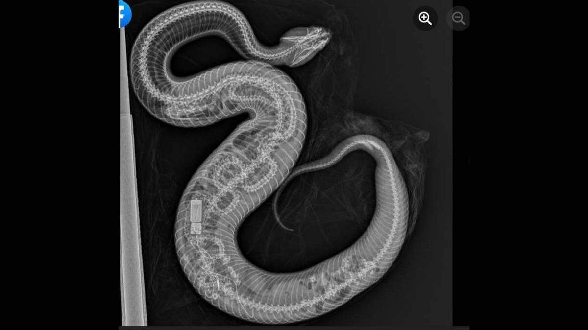 Rayos X de una serpiente mocasín de agua que devoró a pitón. 