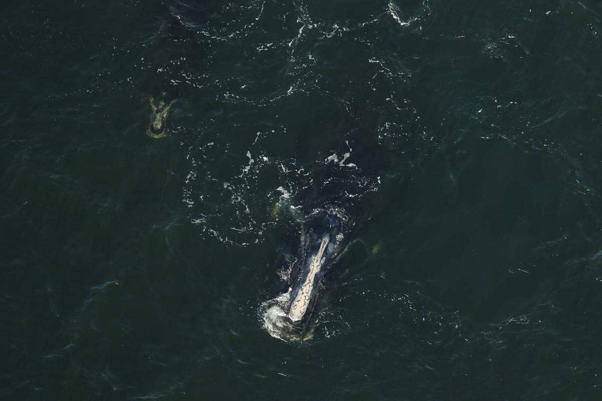 Las ballenas francas del Atlántico Norte son una de las especies de ballenas más amenazadas del mundo.