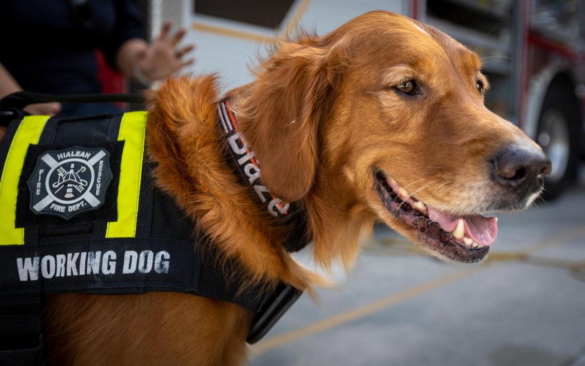 Blaze, Golden Retriever, es el primer perro rescatista del Departamento de Bomberos de la ciudad de Hialeah, Florida - 3 de mayo de 2023 -