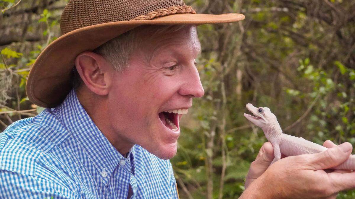 El presidente y director ejecutivo de Gatorland, Mark McHugh, muestra a un raro caimán leucístico blanco que nació por primera vez en cautiverio.