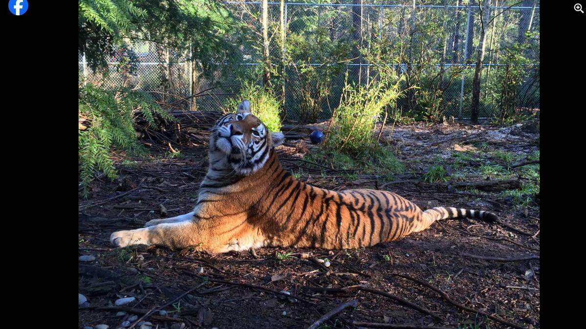 Captura de pantalla/Wild Felid Advocacy Center of Washington 
