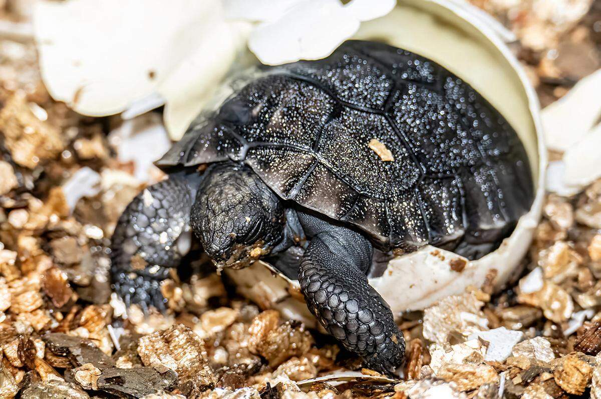 Fotografía cedida por el Zoológico de Miami donde se muestra la cría de tortuga de las Galápagos saliendo de su cáscara el 4 de junio en este Zoo de Miami, Florida. La tortuga de las Galápagos ‘Goliat’, el animal más longevo del Zoológico de Miami, celebrará doblemente el Día del Padre al cumplir su 134 aniversario y convertirse en padre por primera vez, anunció este viernes el zoológico. EFE/Ron Magill/Zoológico de Miami