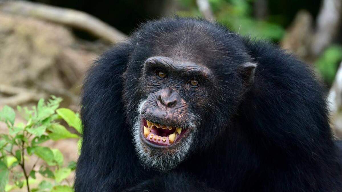 Ponso, el único chimpancé superviviente de una colonia de 20 simios, aparece en una imagen tomada en la Isla de los Chimpancés, cerca de la localidad de Grand Lahou (Costa de Marfil), el 18 de agosto de 2017.