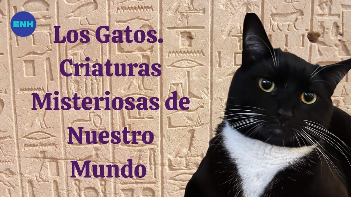 Los gatos, criaturas misteriosas de nuestro mundo | Alina Rubi