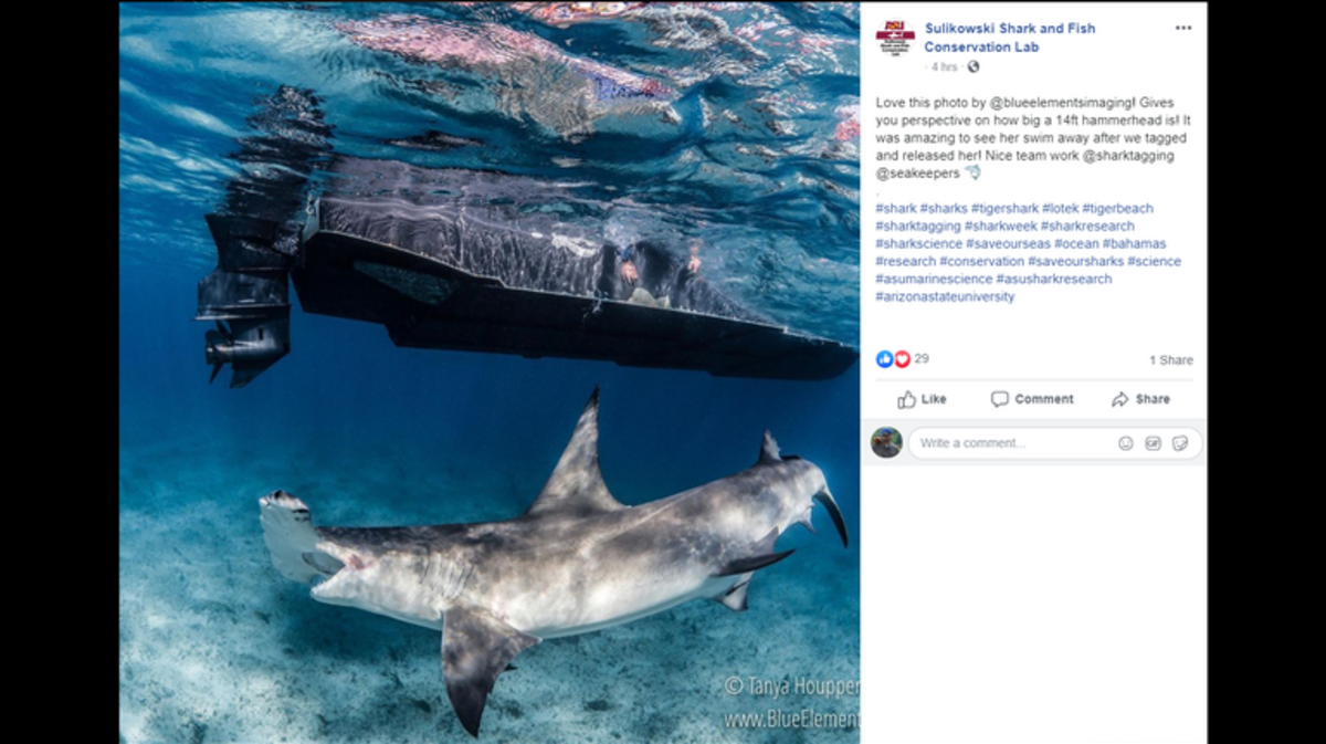 Esta es la foto que los investigadores marinos publicaron de un gigantesco tiburón martillo casi del tamaño de un barco. Fue tomada en las Bahamas.