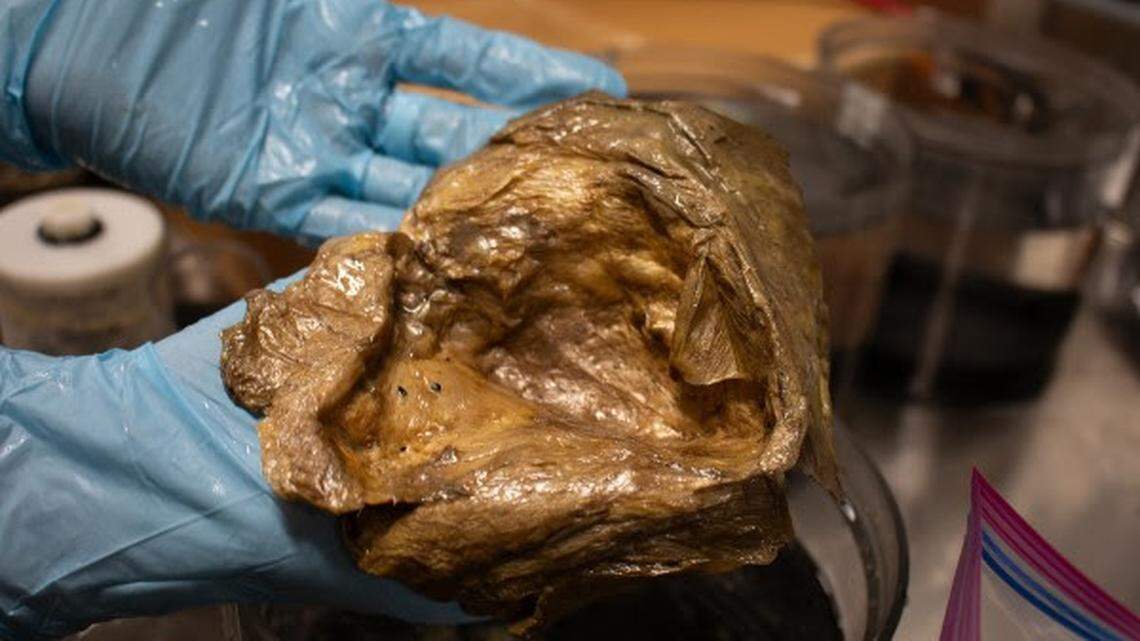 Una imagen en primer plano de la “esfera dorada” en el laboratorio de la Institución Smithsonian. Tras su recolección, la muestra de la esfera fue oficialmente incorporada como parte de la Colección de Zoología de Invertebrados de la Institución Smithsonian, ubicada en el Museo Nacional de Historia Natural.