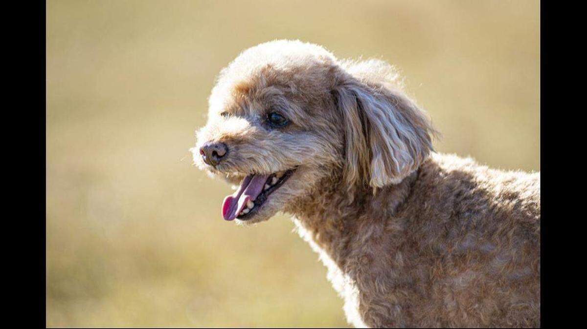 El caniche miniatura se posiciona, una vez más, como la raza de perro más popular del país.