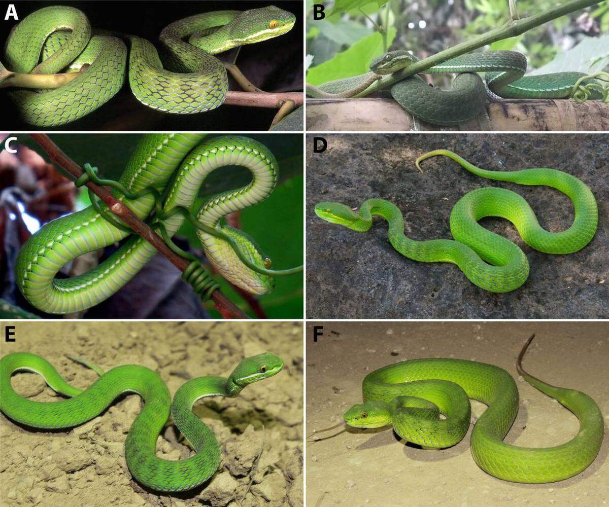 Varias Trimeresurus uetzi, también llamadas crótalo de Uetz’s, encontradas en Mianmar en el 2022 y el 2023.