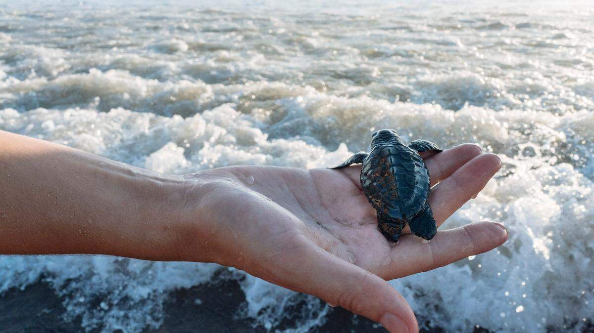 Una turista sostiene a una tortuga en Kuta Beach en Bali, Indonesia, el 30 de mayo de 2018. 