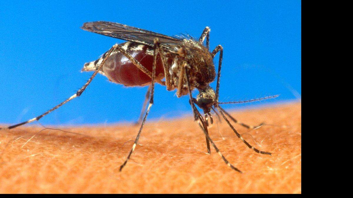 En esta foto sin fecha proporcionada por el USDA, un mosquito aedes aegypti se muestra en la piel humana. 